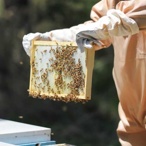 collecting Honey