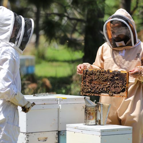 collecting honey from